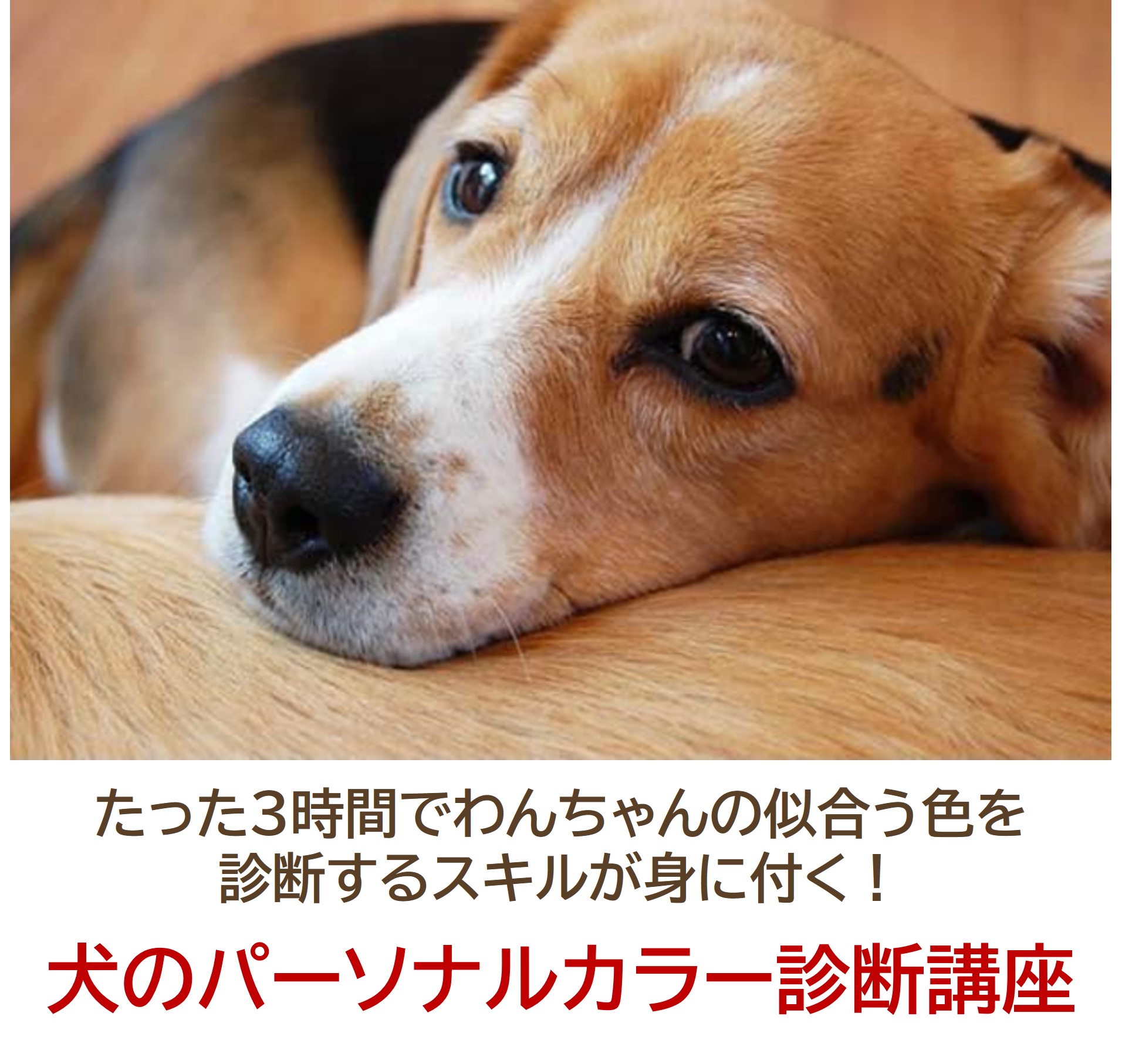 犬のパーソナルカラー診断講座】犬の似合う色を診断する技術が動画で