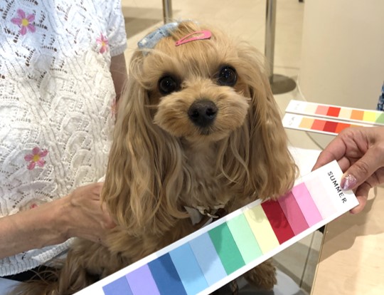 犬の似合う色診断　パーソナルカラー