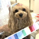 犬の似合う色パーソナルカラー