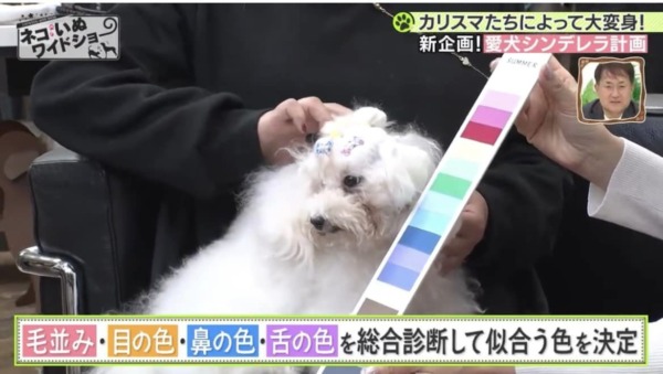 犬の似合う色診断　パーソナルカラー　テレビ出演　