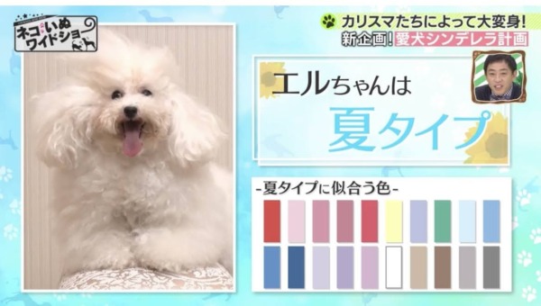 犬の似合う色　パーソナルカラー診断　インリビングカラー