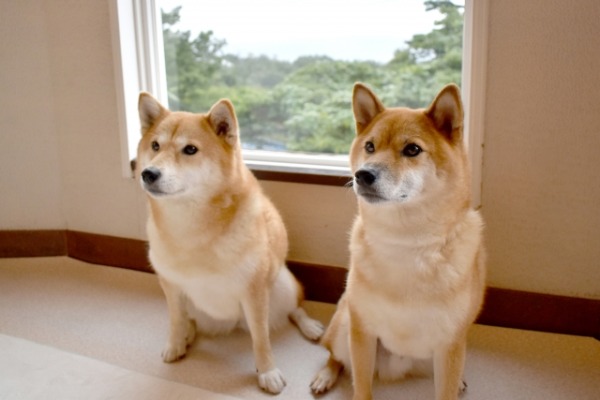 犬のパーソナルカラー診断　犬の似合う色