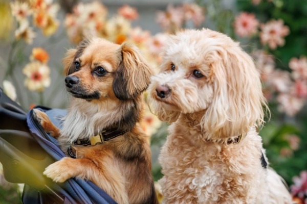 犬のパーソナルカラー診断　犬の似合う色