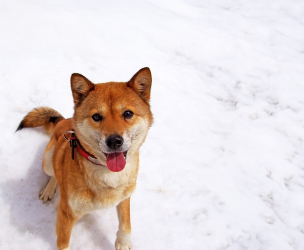 犬のパーソナルカラー診断　犬の似合う色