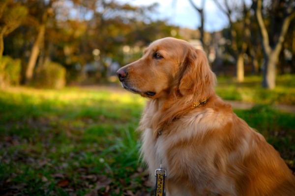 犬のパーソナルカラー診断　犬の似合う色