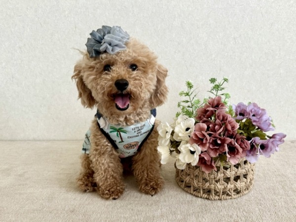 犬のパーソナルカラー診断　犬の似合う色