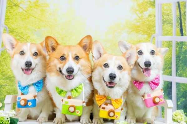 犬のパーソナルカラー診断　犬の似合う色