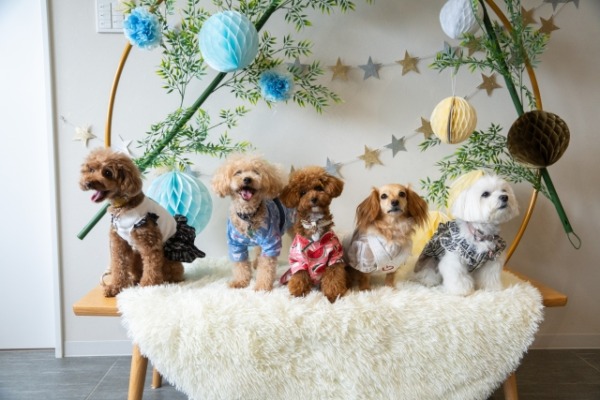 犬のパーソナルカラー診断 犬の似合う色