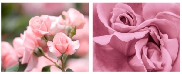 パーソナルカラー サマーのピンク くすみピンク