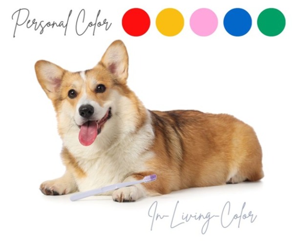 犬の似合う色　犬のパーソナルカラー
