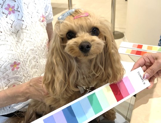 犬の似合う色　犬のパーソナルカラー