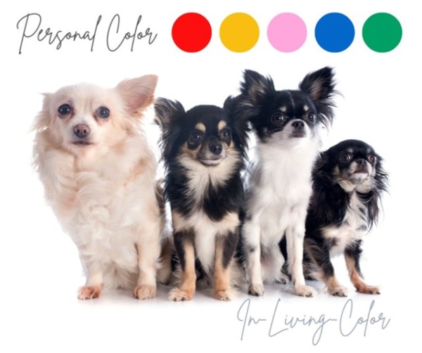 犬の似合う色　犬のパーソナルカラー