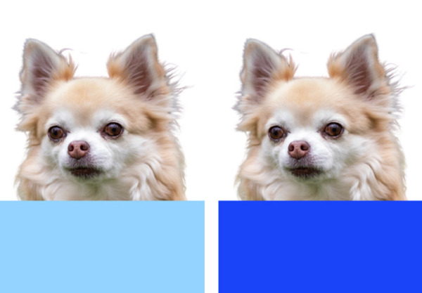 犬のパーソナルカラー診断　勉強会　講座