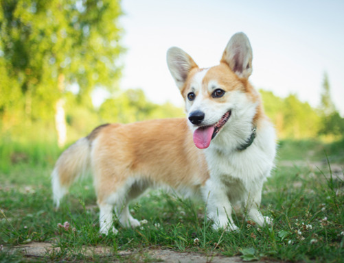 犬のパーソナルカラー診断　犬の似合う色　コーギー