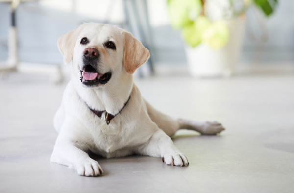 犬のパーソナルカラー診断　白い犬の似合う色