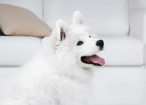 犬のパーソナルカラー診断　白い犬の似合う色