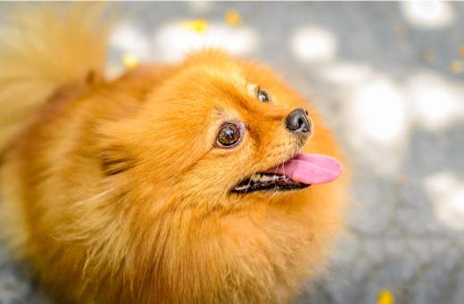 犬のパーソナルカラー診断　犬の似合う色　ポメラニアン